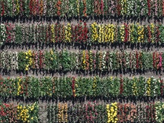 Tulip Fields 08 von Bernhard Lang – abstrakte Luftaufnahmen, Blumen
