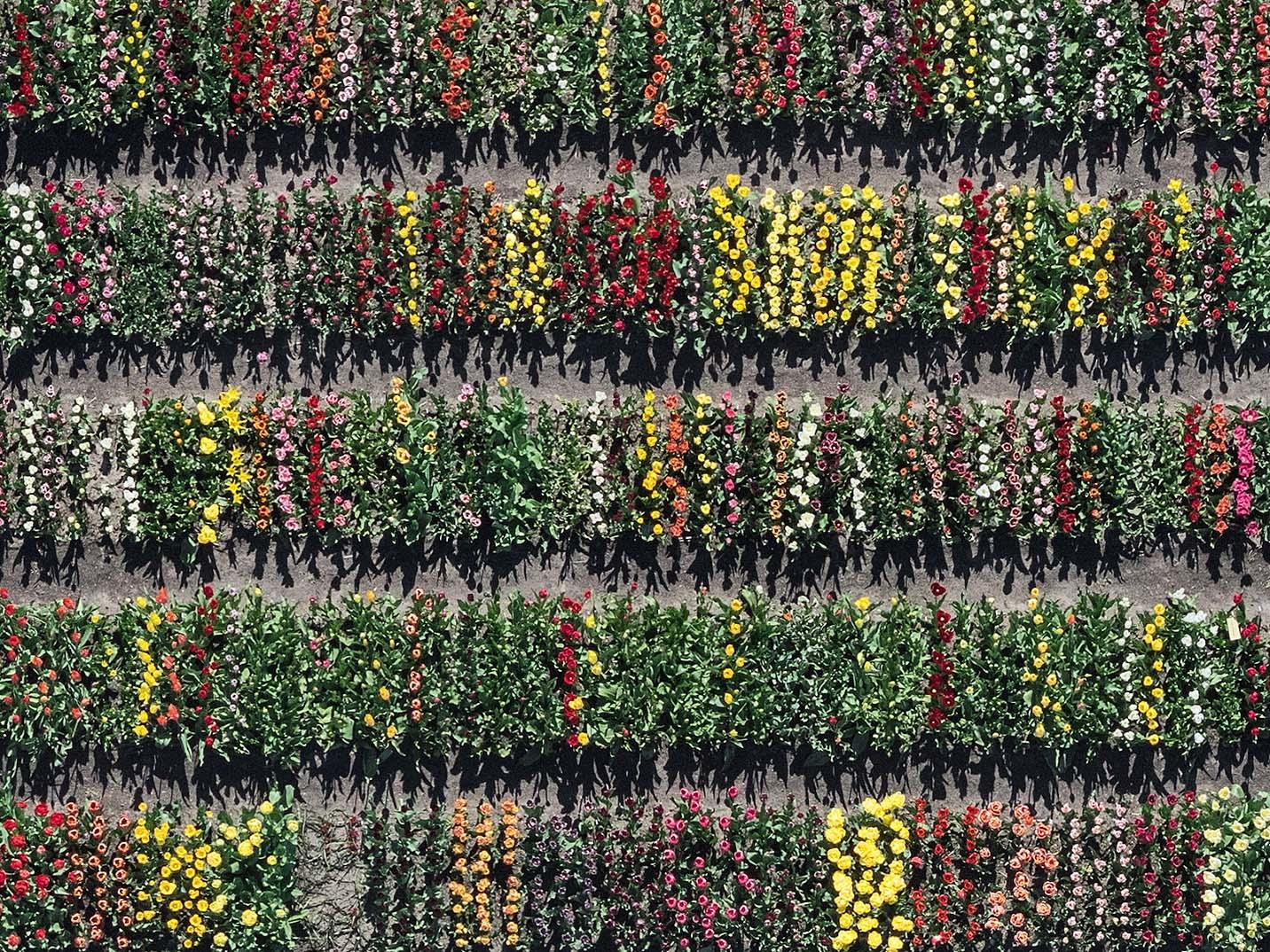 Tulip Fields 08 by Bernhard Lang - Aerial abstract photography, flowers