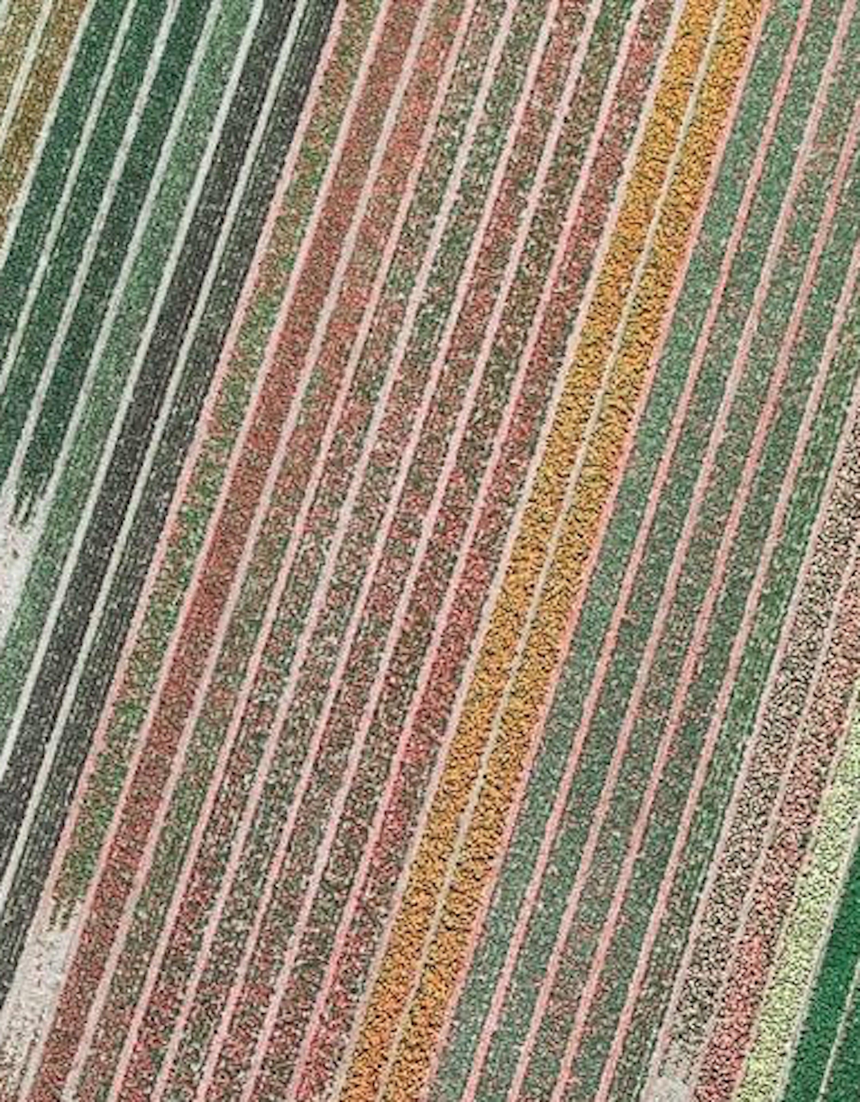 Tulip Fields 10 von Bernhard Lang – abstrakte Luftaufnahmen, Niederlande im Angebot 3