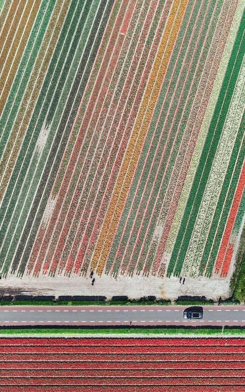 Aerial Views, Tulip Fields 10 is a limited-edition photograph by German contemporary artist Bernhard Lang. 

This photograph is sold unframed as a print only. It is available in 3 dimensions:
*90 × 56 cm (35.4 × 22 in), edition of 10 copies
*120 ×