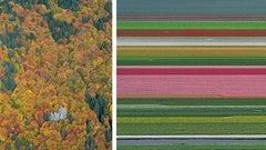 Tulip Fields 14 / Bavarian Forest 002 by Bernhard Lang
