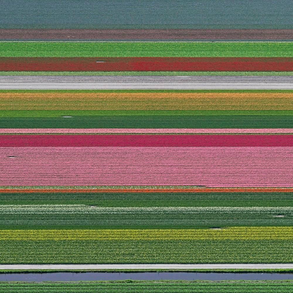Aerial Views, Tulip Fields 14 is a limited-edition photograph by German contemporary artist Bernhard Lang. 

Since 2010 this photographer dedicates himself to aerial photography, travelling around the world and looking for singular landscapes