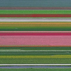 Tulip Fields 14 by Bernhard Lang - Aerial abstract photography, 100 x 100