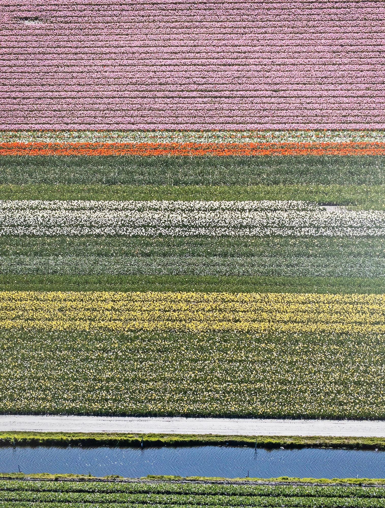 Tulip Fields 14 de Bernhard Lang - Photographie abstraite aérienne, Pays-Bas en vente 10