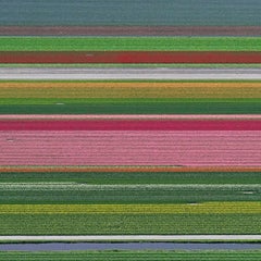 Tulip Fields 14 by Bernhard Lang - Aerial abstract photography, Netherlands