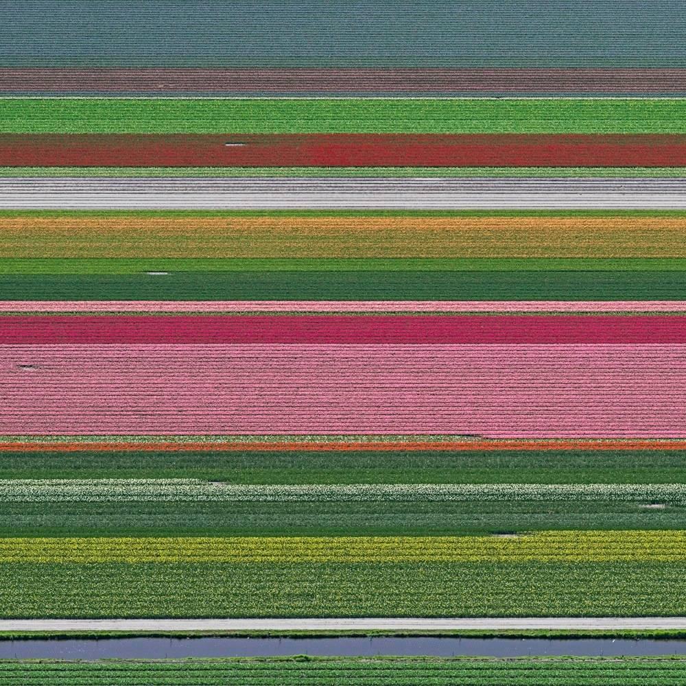 Tulip Fields 14 by Bernhard Lang - Aerial abstract photography, Netherlands