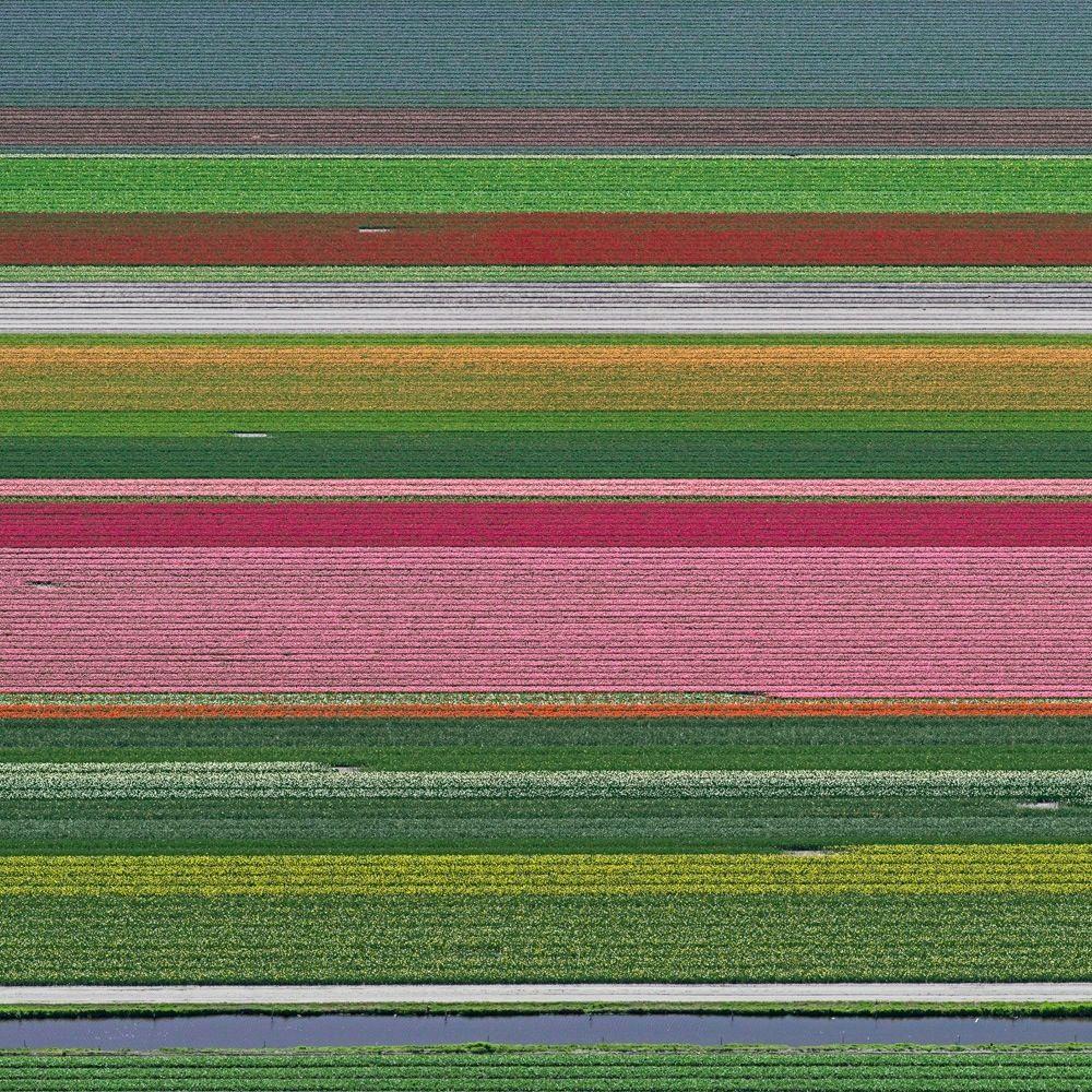 Campos de Tulipanes 14 de Bernhard Lang - Fotografía floral aérea, Países Bajos, encuadre en venta 1