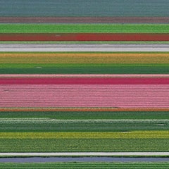 Campi di tulipani 14 di Bernhard Lang - Fotografia floreale aerea, Paesi Bassi, fotogramma