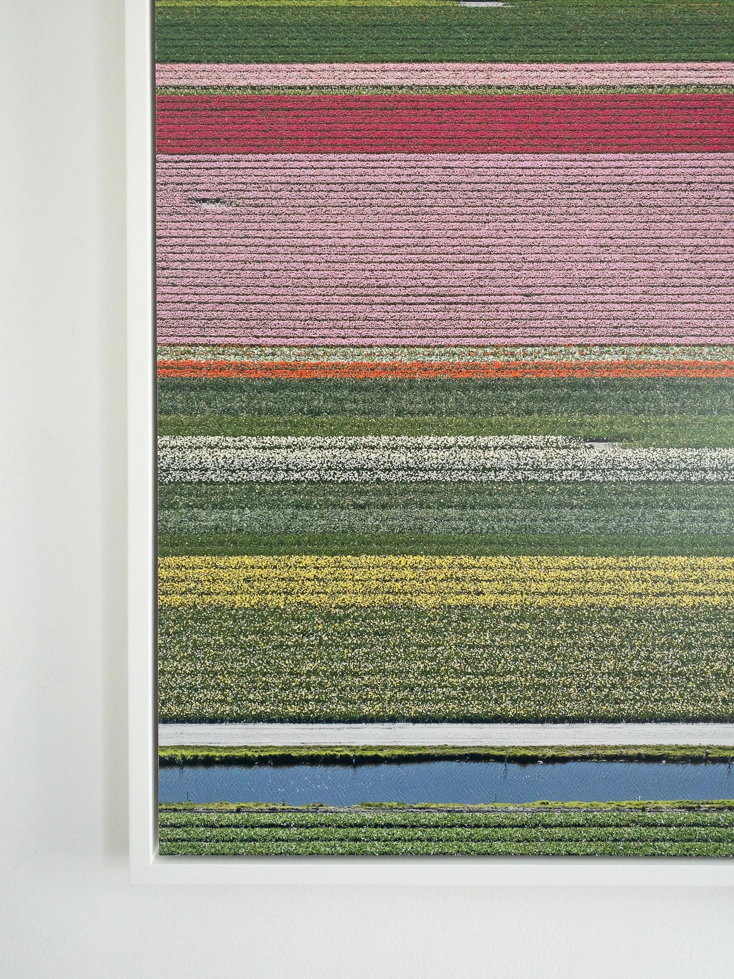 Campos de Tulipanes 14 de Bernhard Lang - Fotografía floral aérea, Países Bajos, encuadre en venta 4