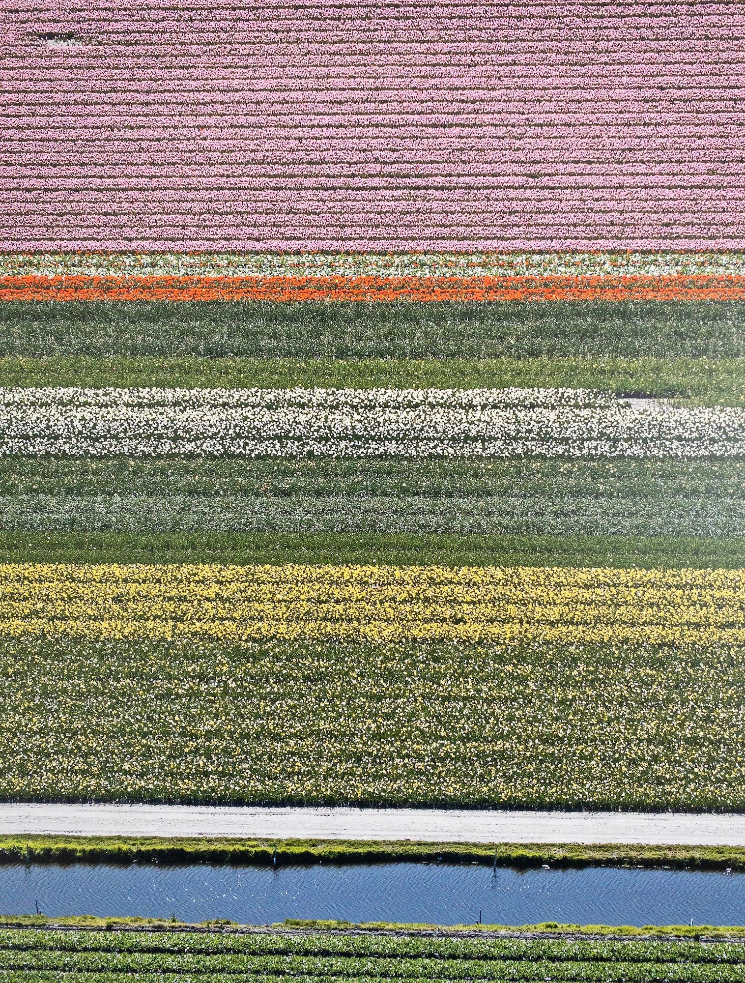 Campos de Tulipanes 14 de Bernhard Lang - Fotografía floral aérea, Países Bajos, encuadre en venta 8