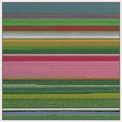Campi di tulipani 14 di Bernhard Lang - Fotografia floreale aerea, Paesi Bassi, fotogramma