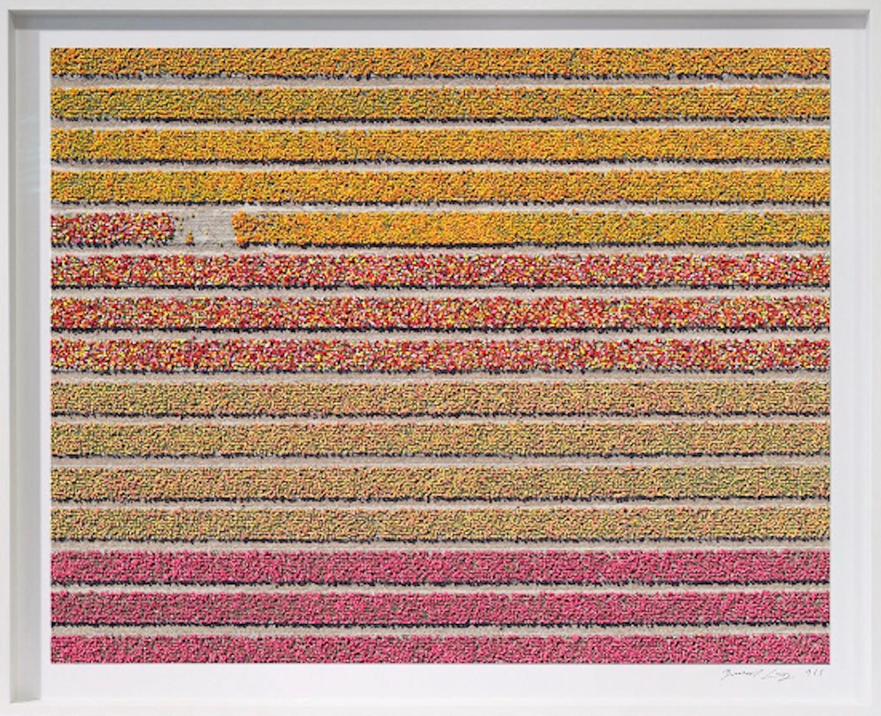 Tulip Fields 16 von Bernhard Lang – abstrakte Luftaufnahmen, Blumen im Angebot 1