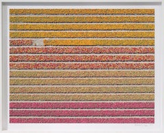 Tulip Fields 16 von Bernhard Lang – abstrakte Luftaufnahmen, Blumen