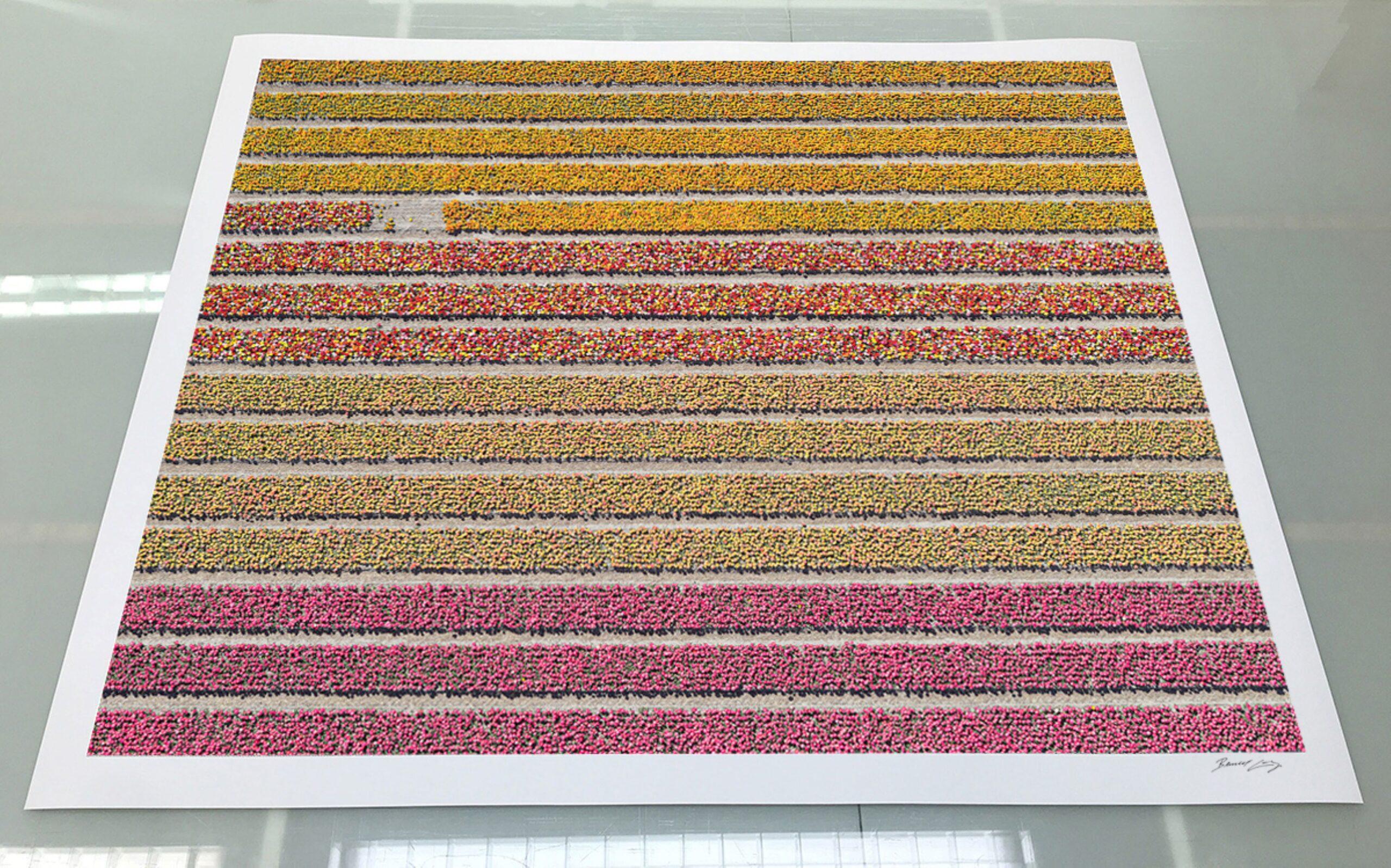 Campi di tulipani 16 di Bernhard Lang - Fotografia aerea astratta, fiori in vendita 4