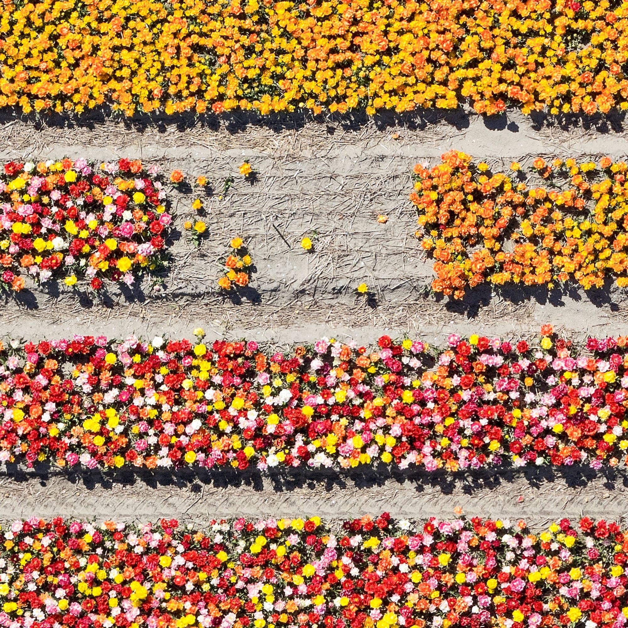 Tulip Fields 16 by Bernhard Lang - Aerial abstract photography, flowers For Sale 5