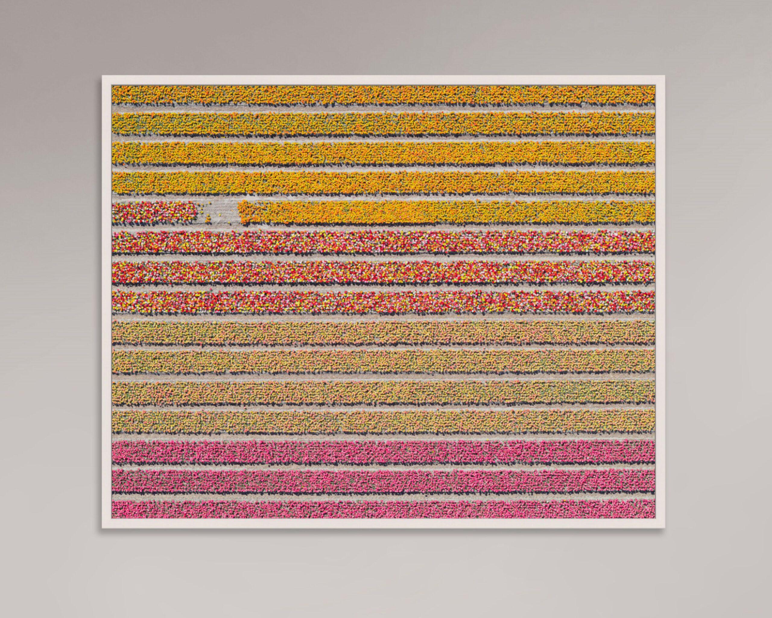 Tulip Fields 16 by Bernhard Lang - Aerial abstract photography, flowers For Sale 6