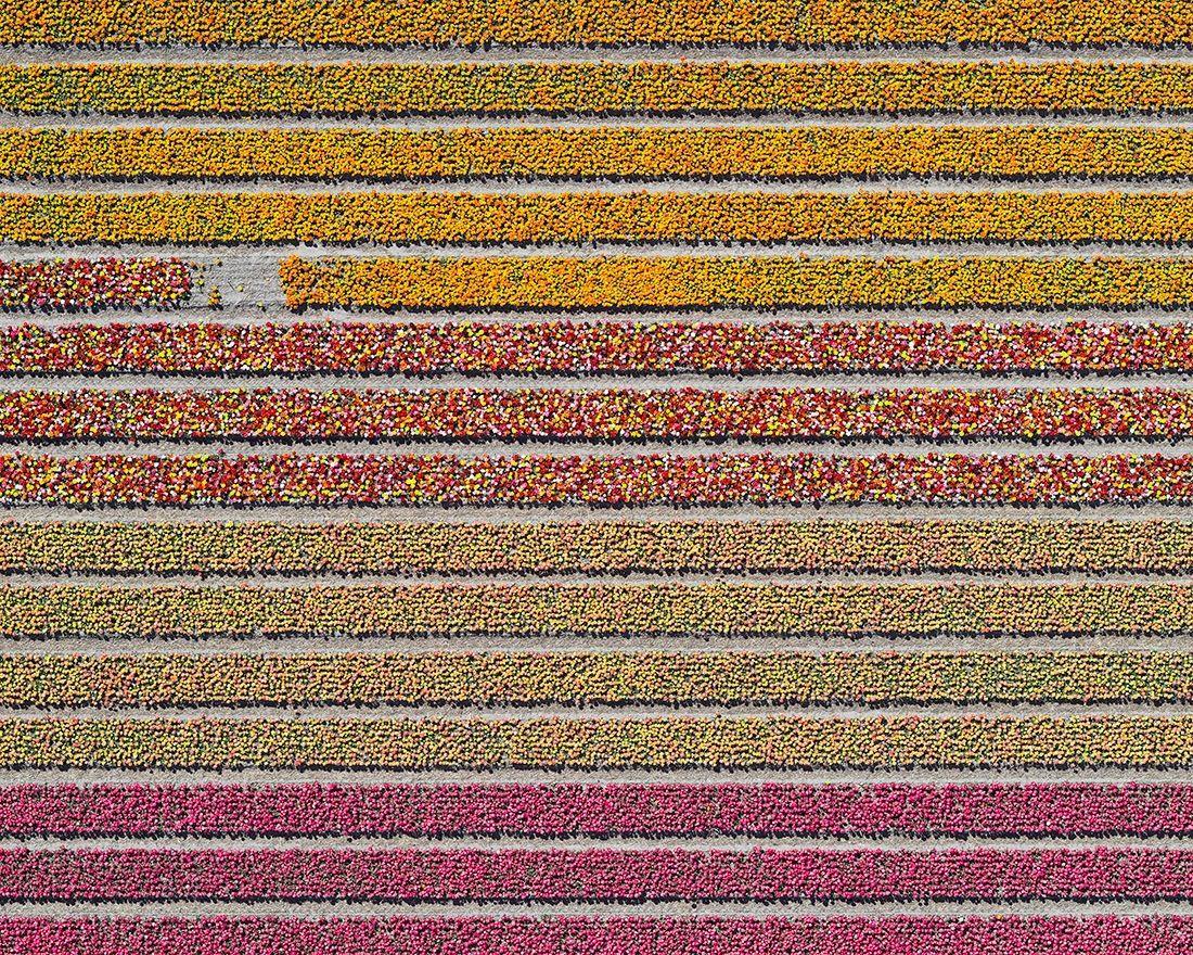 Aerial Views, Tulip Fields 16 is a limited-edition photograph by German contemporary artist Bernhard Lang. 

This photograph is sold unframed as a print only. It is available in 3 dimensions:
*60 × 75 cm (23.6" × 29.5"), edition of 10 copies
*96 ×
