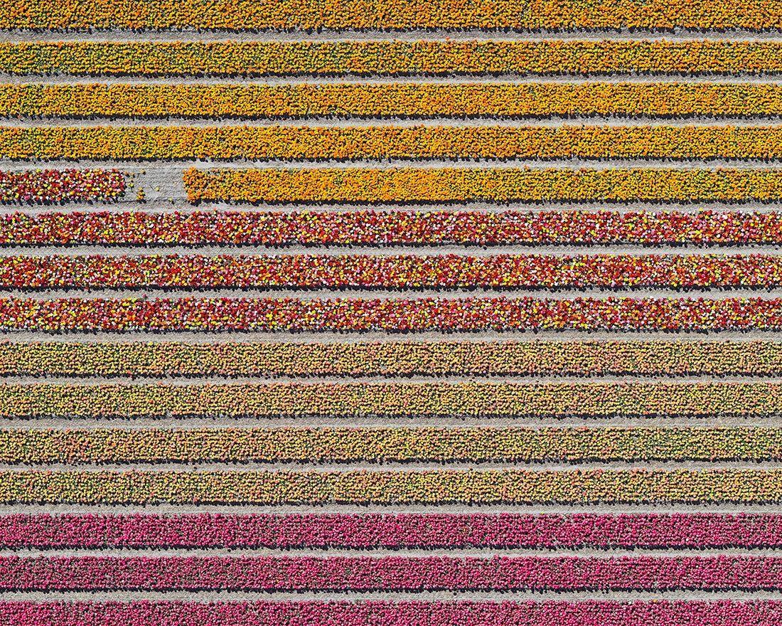 Campi di tulipani 16 di Bernhard Lang - Fotografia aerea astratta, fiori