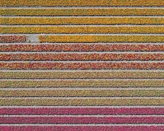 Tulip Fields 16 by Bernhard Lang - Aerial abstract photography, flowers