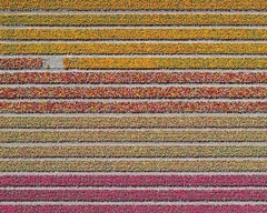 Tulip Fields 16 by Bernhard Lang - medium size