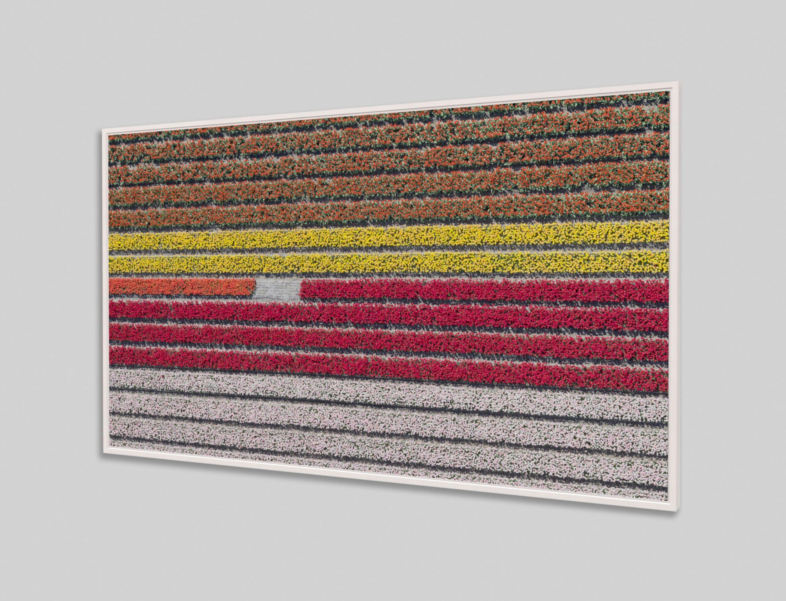 Tulip Fields 23 by Bernhard Lang - Aerial abstract photography, flowers For Sale 3