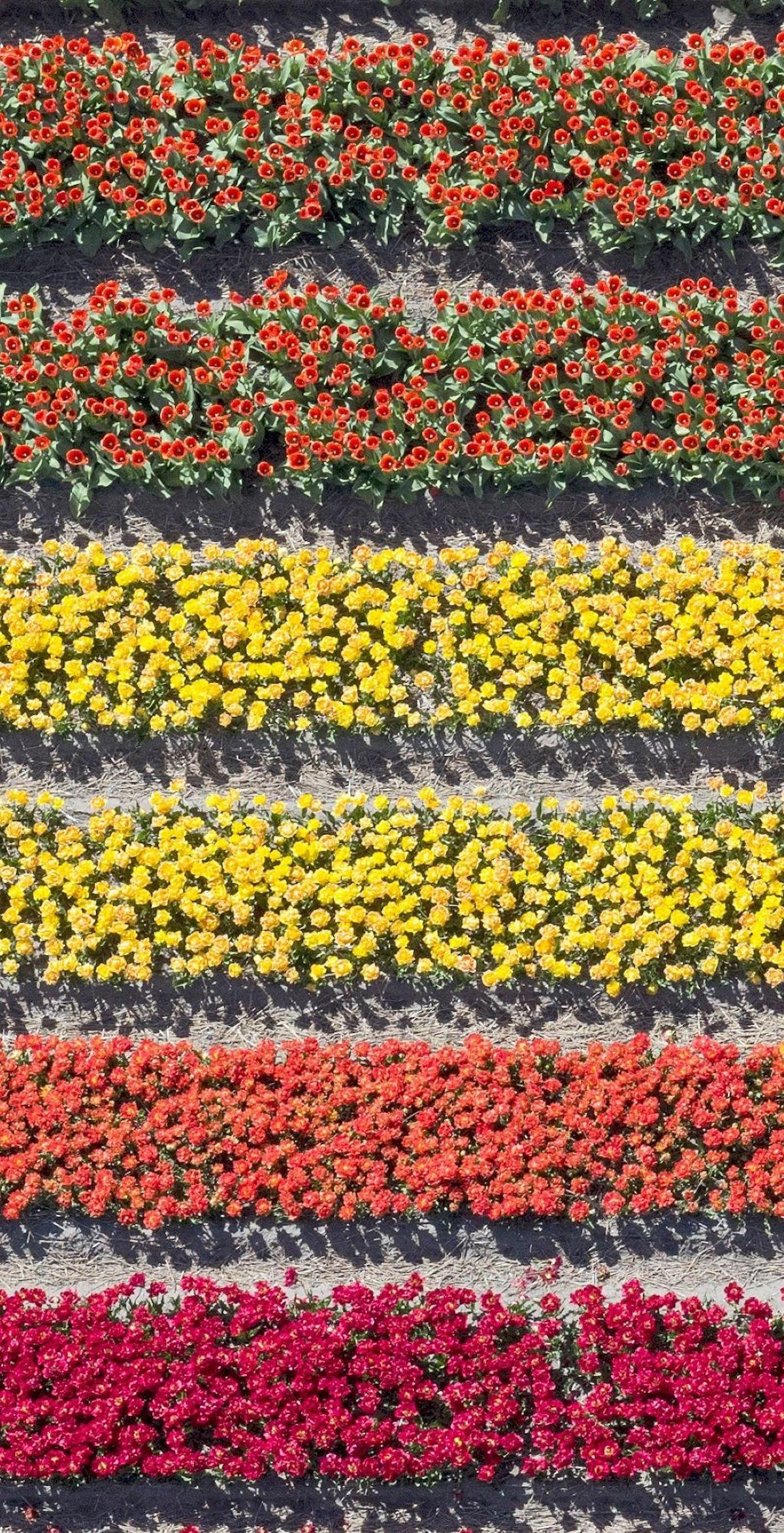 Tulip Fields 23 by Bernhard Lang - Aerial abstract photography, flowers For Sale 5