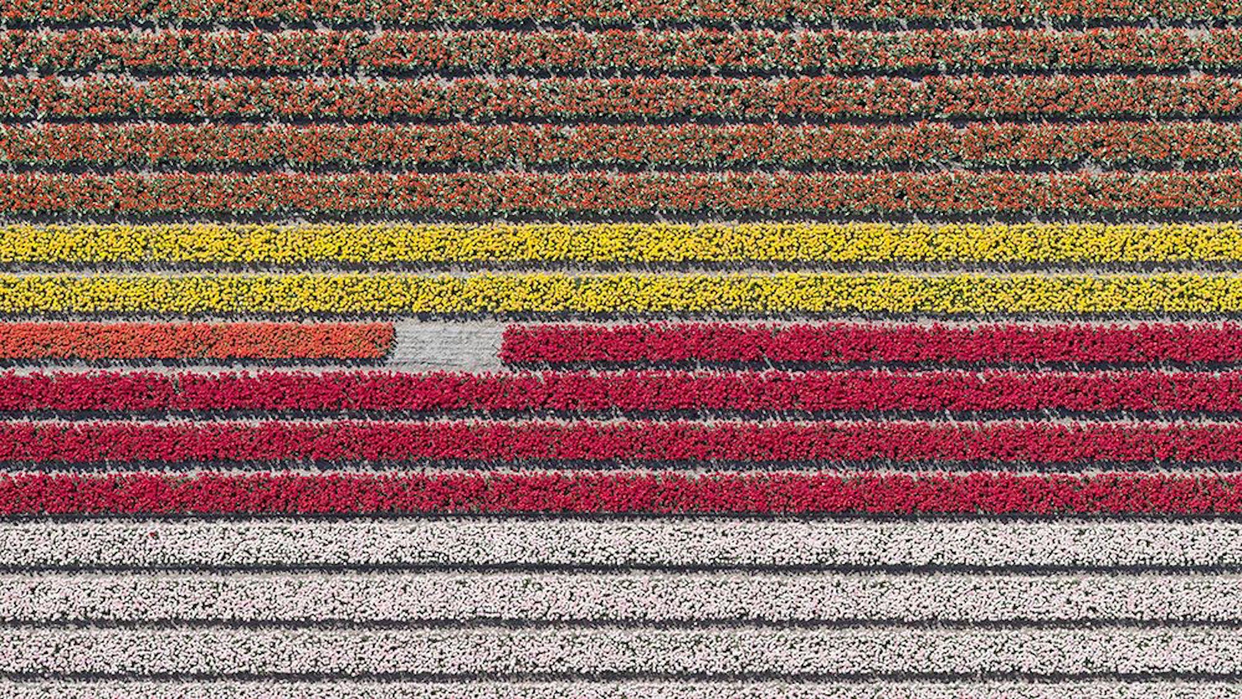 Aerial Views, Tulip Fields 23 is a limited-edition photograph by German contemporary artist Bernhard Lang. 

This photograph is sold unframed as a print only. It is available in 3 dimensions:
*60 × 107 cm (23.6" × 42.1"), edition of 10 copies
*84 ×