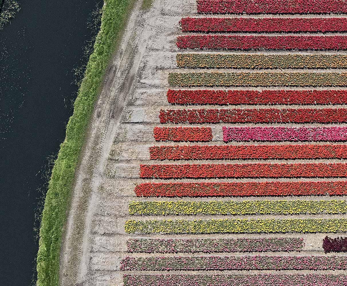 Tulip Fields 27 by Bernhard Lang - Aerial abstract photography, flowers For Sale 2