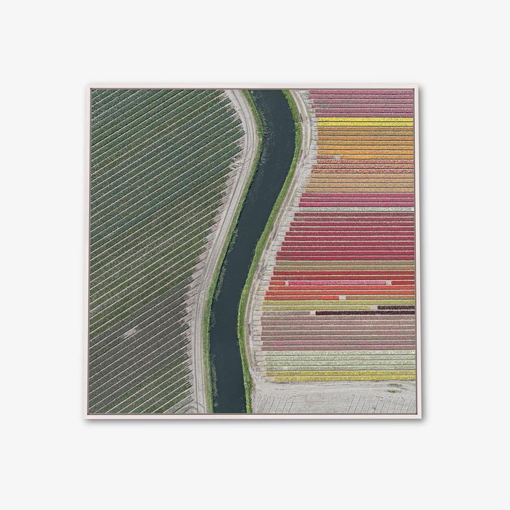 Tulip Fields 27 by Bernhard Lang - Aerial abstract photography, flowers For Sale 3