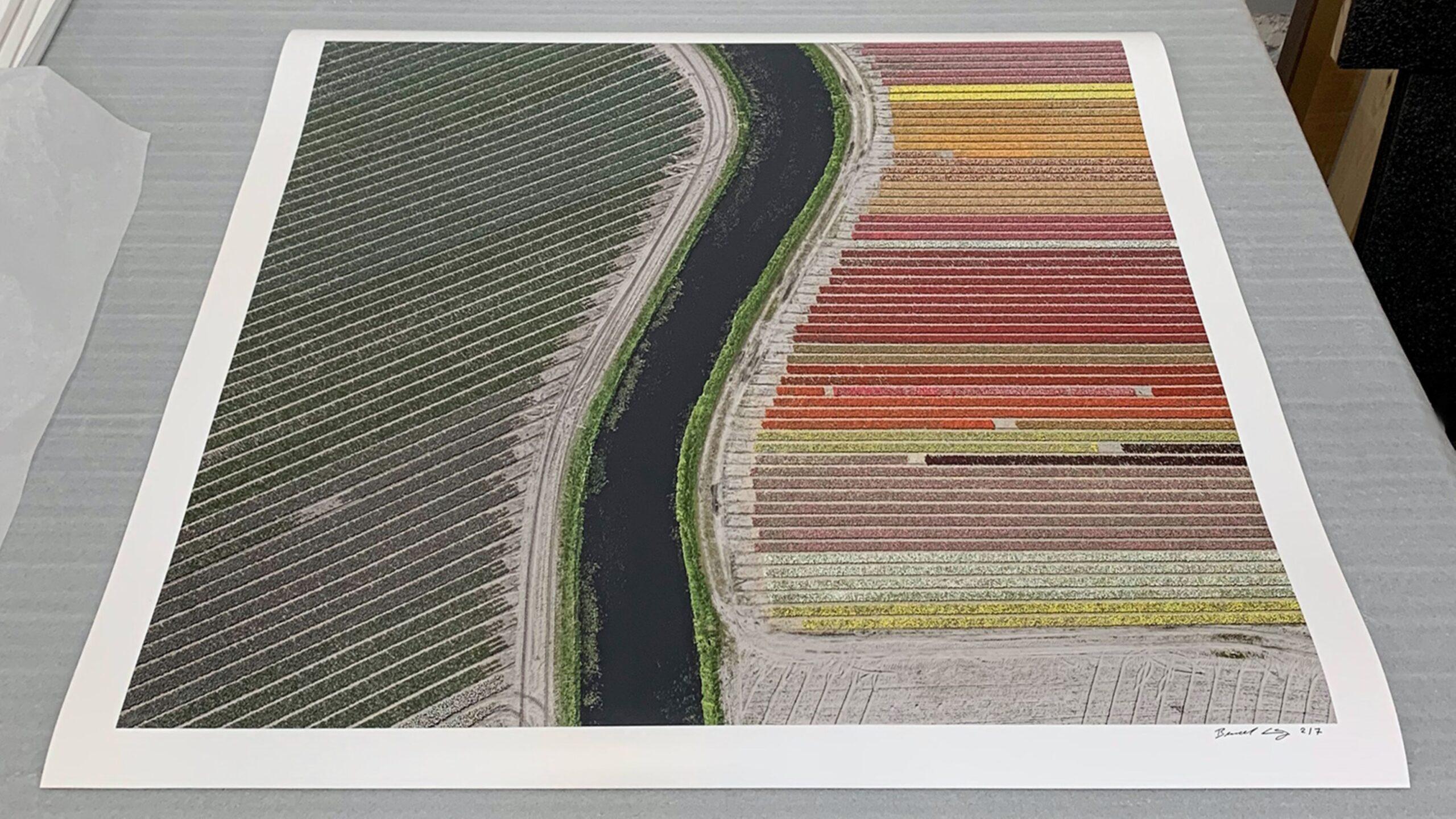 Tulip Fields 27 by Bernhard Lang - Aerial abstract photography, flowers For Sale 8