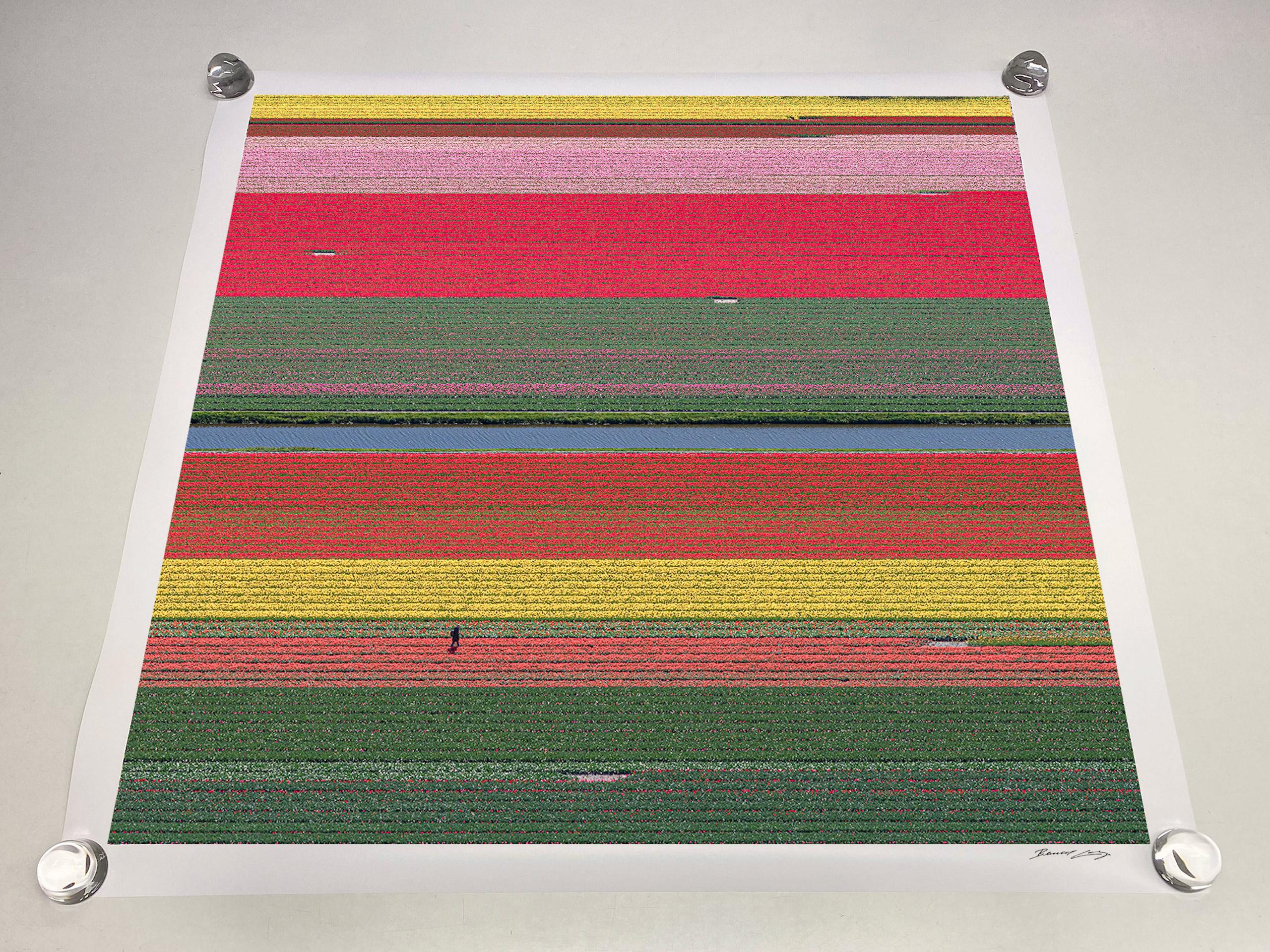Campos de Tulipanes 36 de Bernhard Lang - Fotografía abstracta aérea, flores, vivos en venta 5