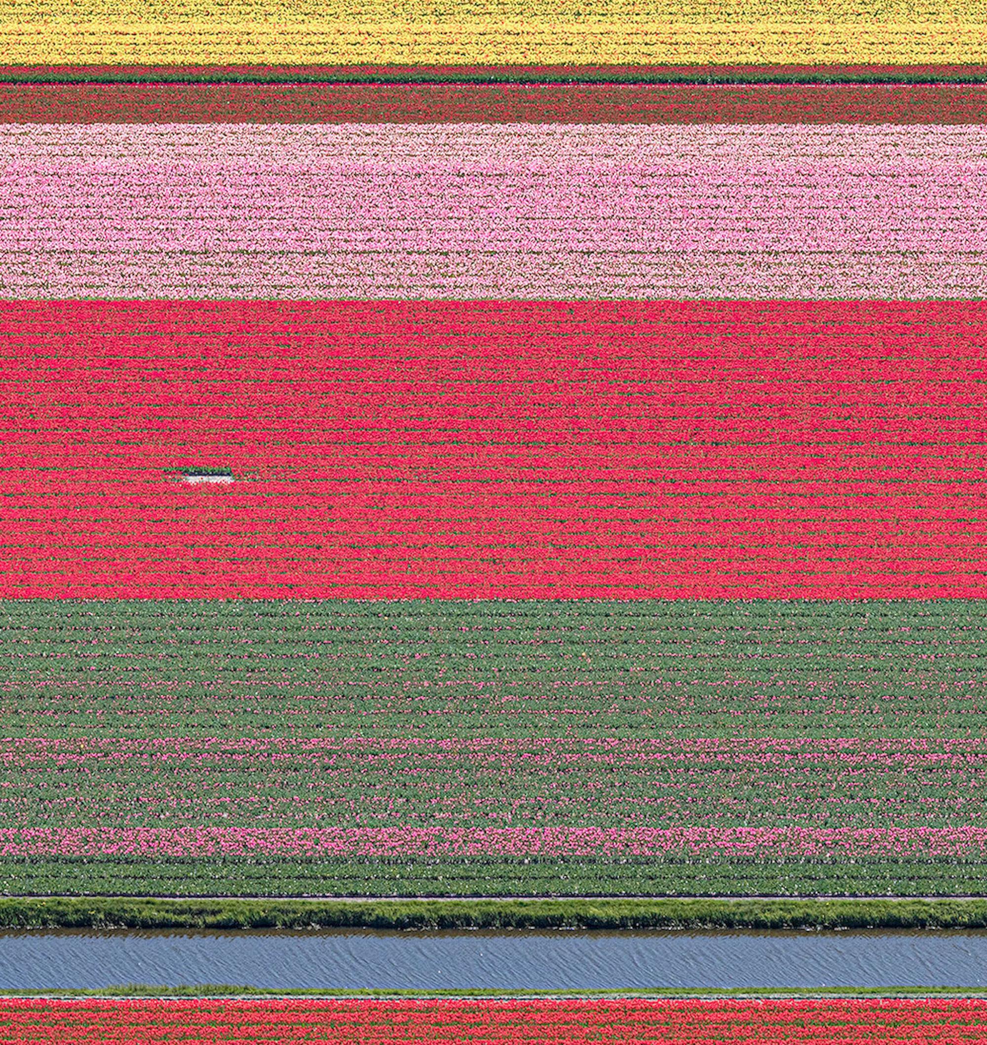 Campos de Tulipanes 36 de Bernhard Lang - Fotografía abstracta aérea, flores, vivos en venta 6