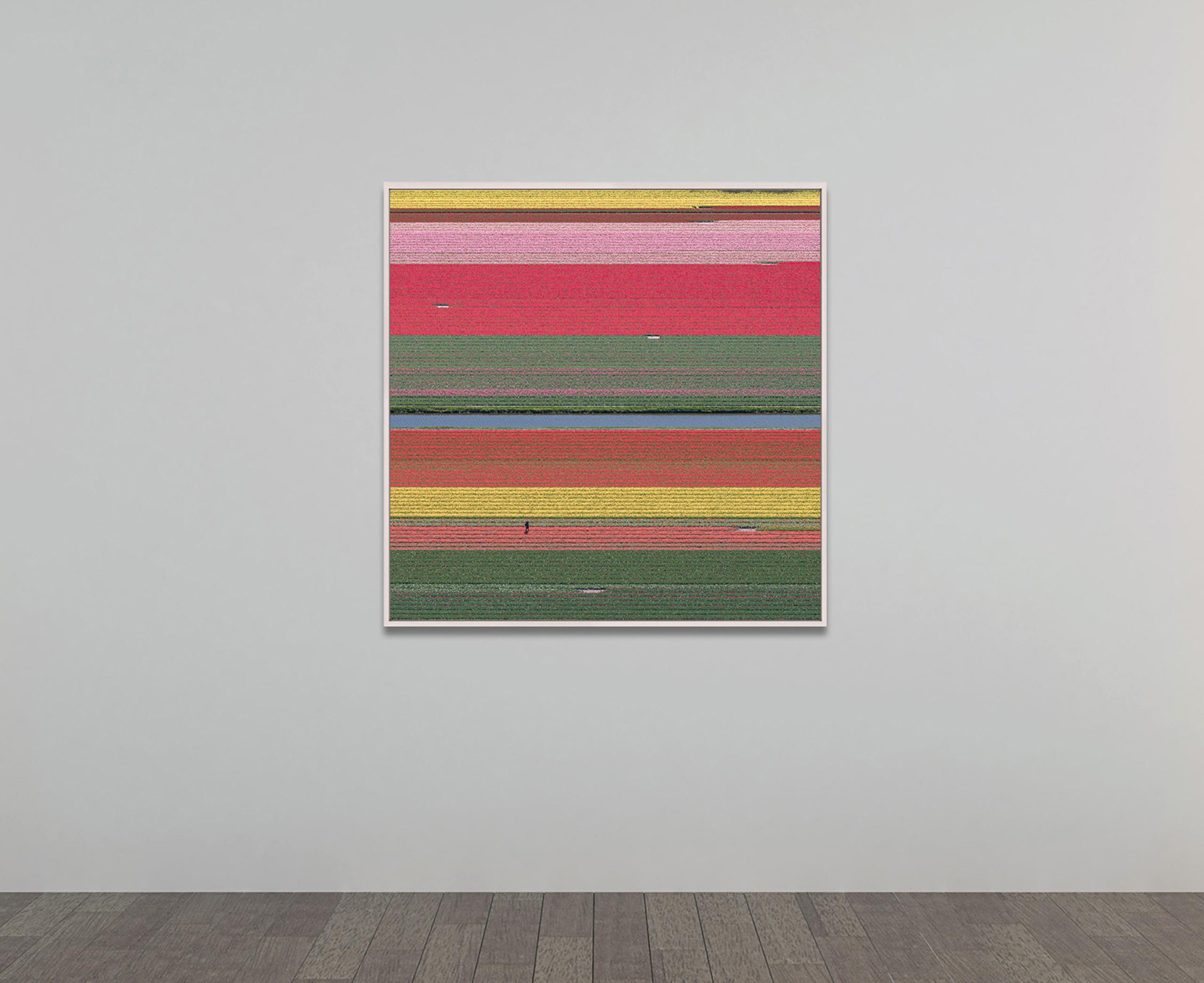 Campos de Tulipanes 36 de Bernhard Lang - Fotografía abstracta aérea, flores, vivos en venta 2
