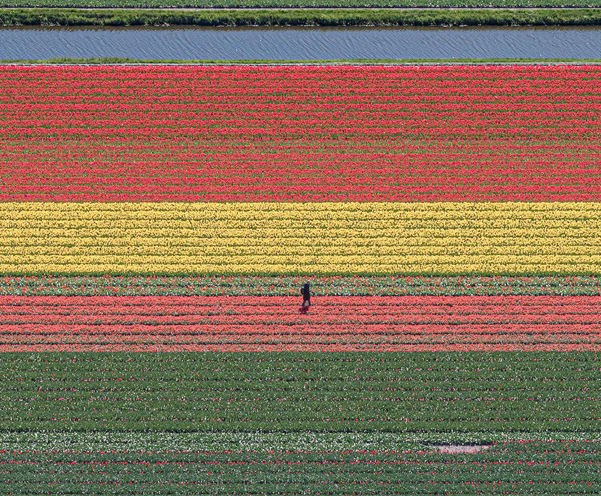 Campos de Tulipanes 36 de Bernhard Lang - Fotografía abstracta aérea, flores, vivos en venta 7