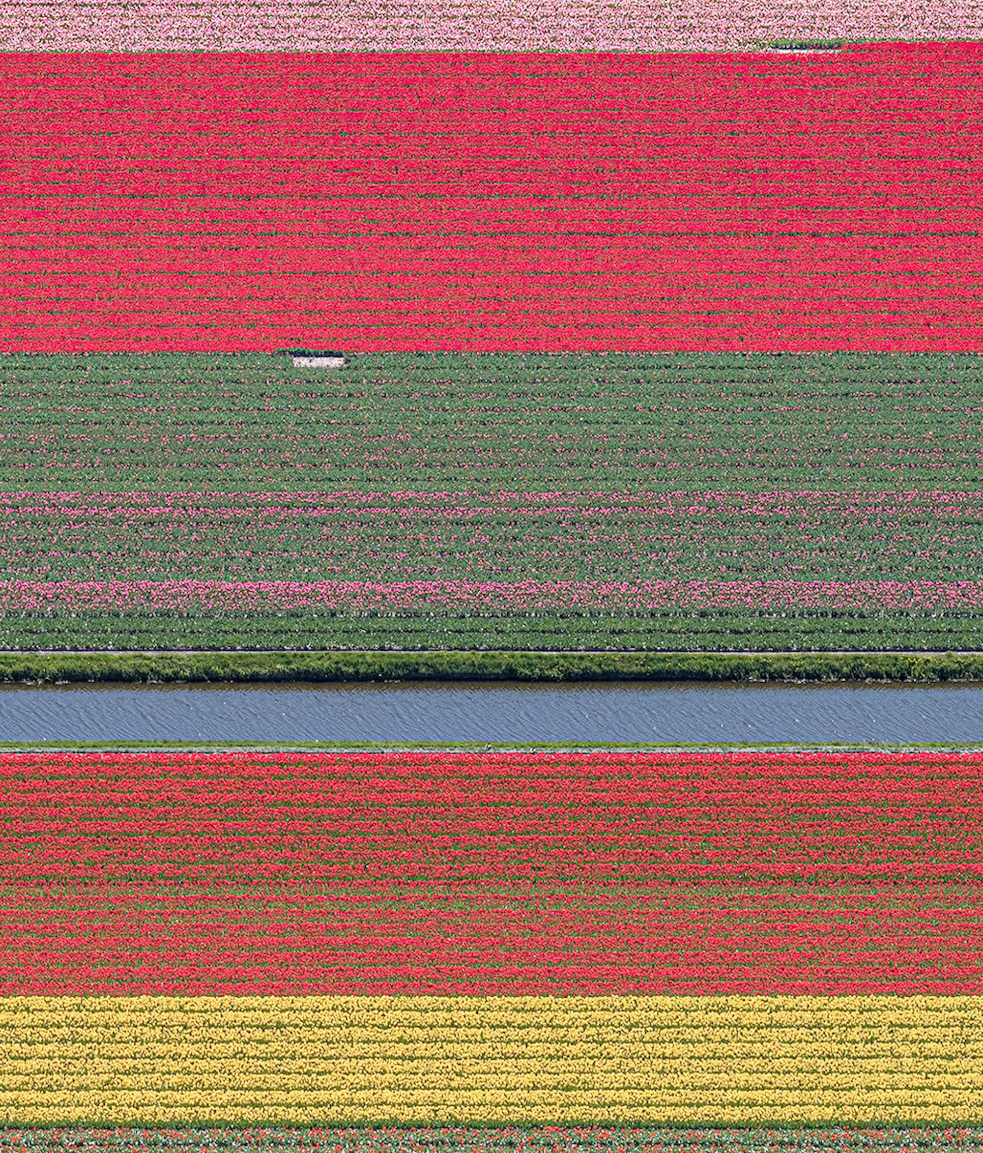 Campos de Tulipanes 36 de Bernhard Lang - Fotografía abstracta aérea, flores, vivos en venta 8