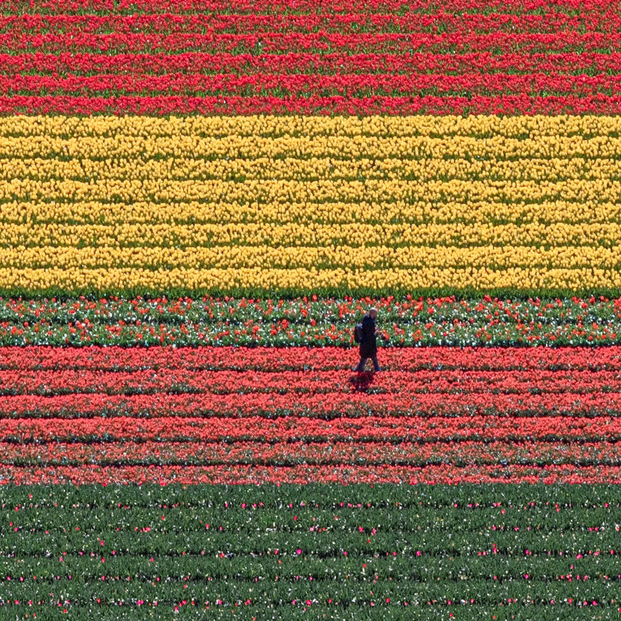Campos de Tulipanes 36 de Bernhard Lang - Fotografía abstracta aérea, flores, vivos en venta 9