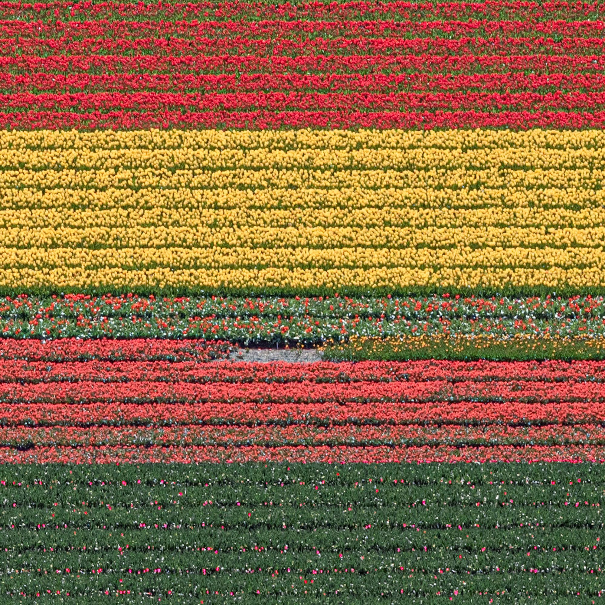 Campos de Tulipanes 36 de Bernhard Lang - Fotografía abstracta aérea, flores, vivos en venta 10