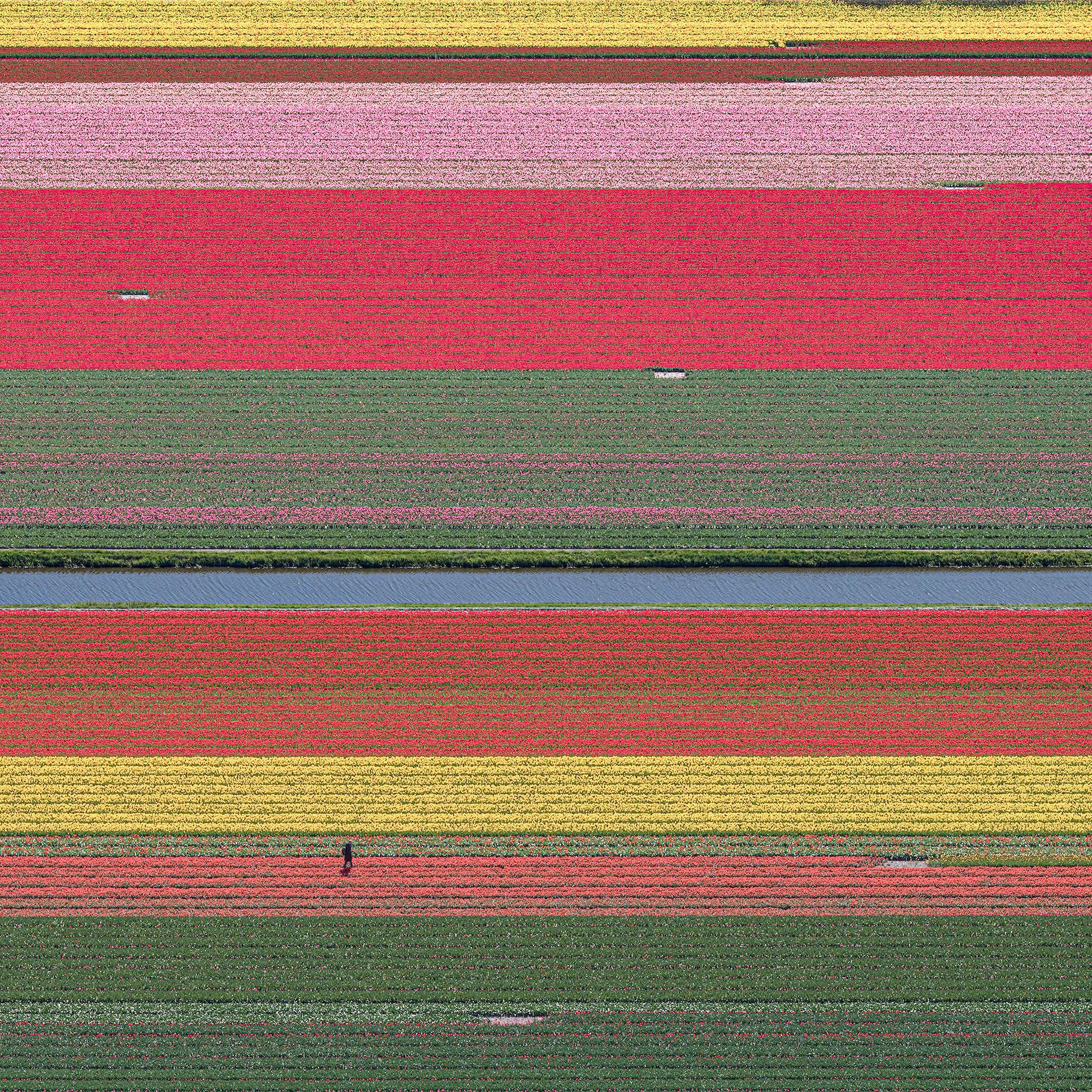 Vistas aéreas, campos de tulipanes 36 es una fotografía en edición limitada del artista contemporáneo alemán Bernhard Lang. 

Esta fotografía se vende sin enmarcar como impresión únicamente. Está disponible en 4 dimensiones:
*60 cm × 60 cm (23,6" ×