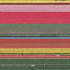 Tulip Fields 36 by Bernhard Lang - Aerial abstract photography, flowers, vivid