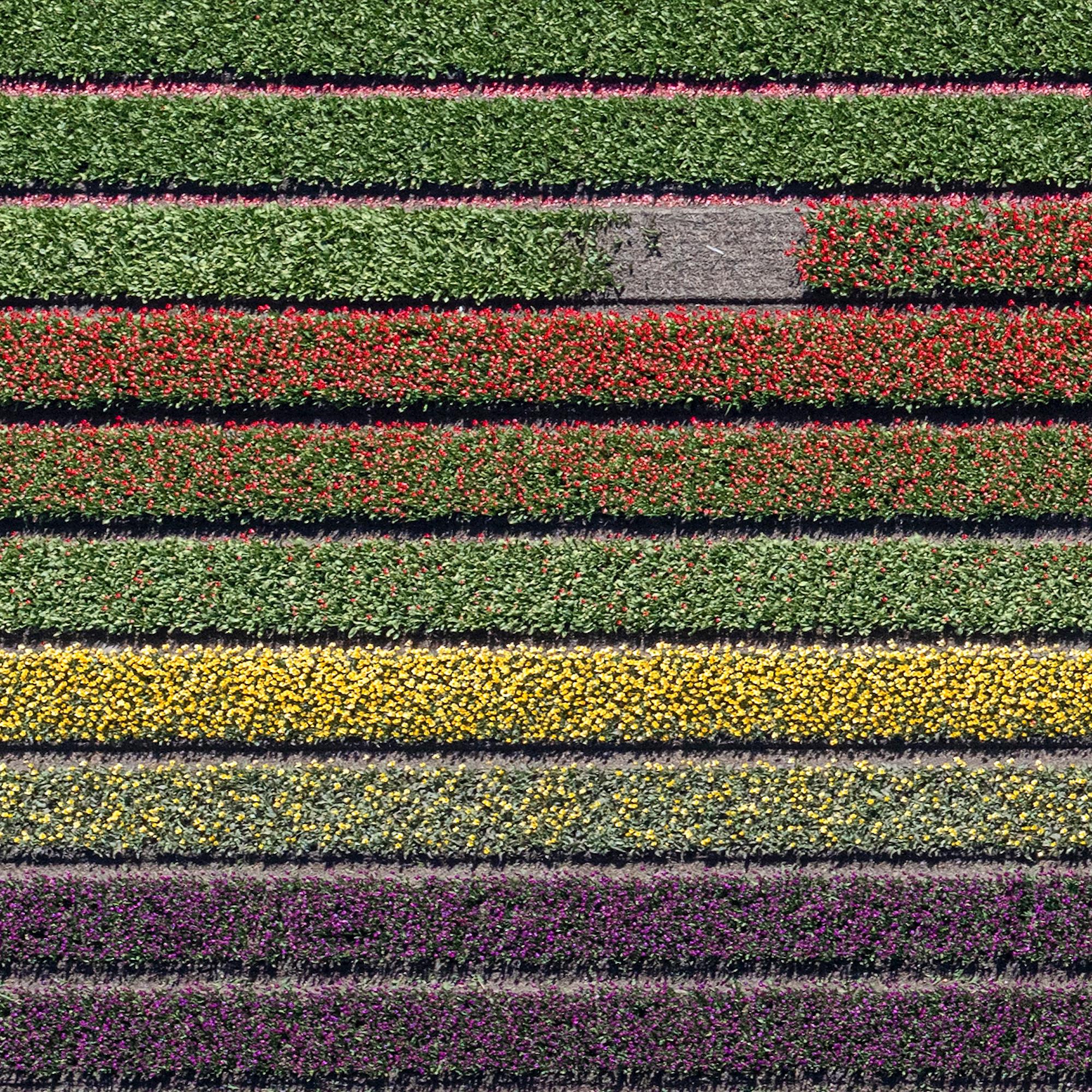Campi di tulipani 37 di Bernhard Lang - Fotografia aerea astratta, fiori, vivida in vendita 9