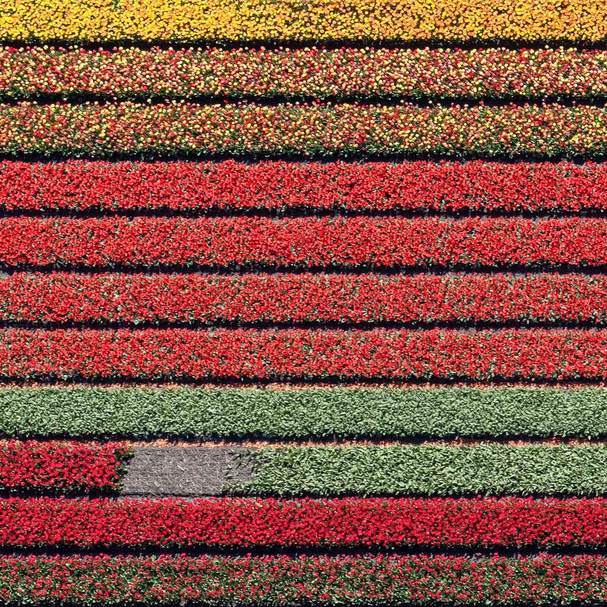 Campi di tulipani 37 di Bernhard Lang - Fotografia aerea astratta, fiori, vivida in vendita 10