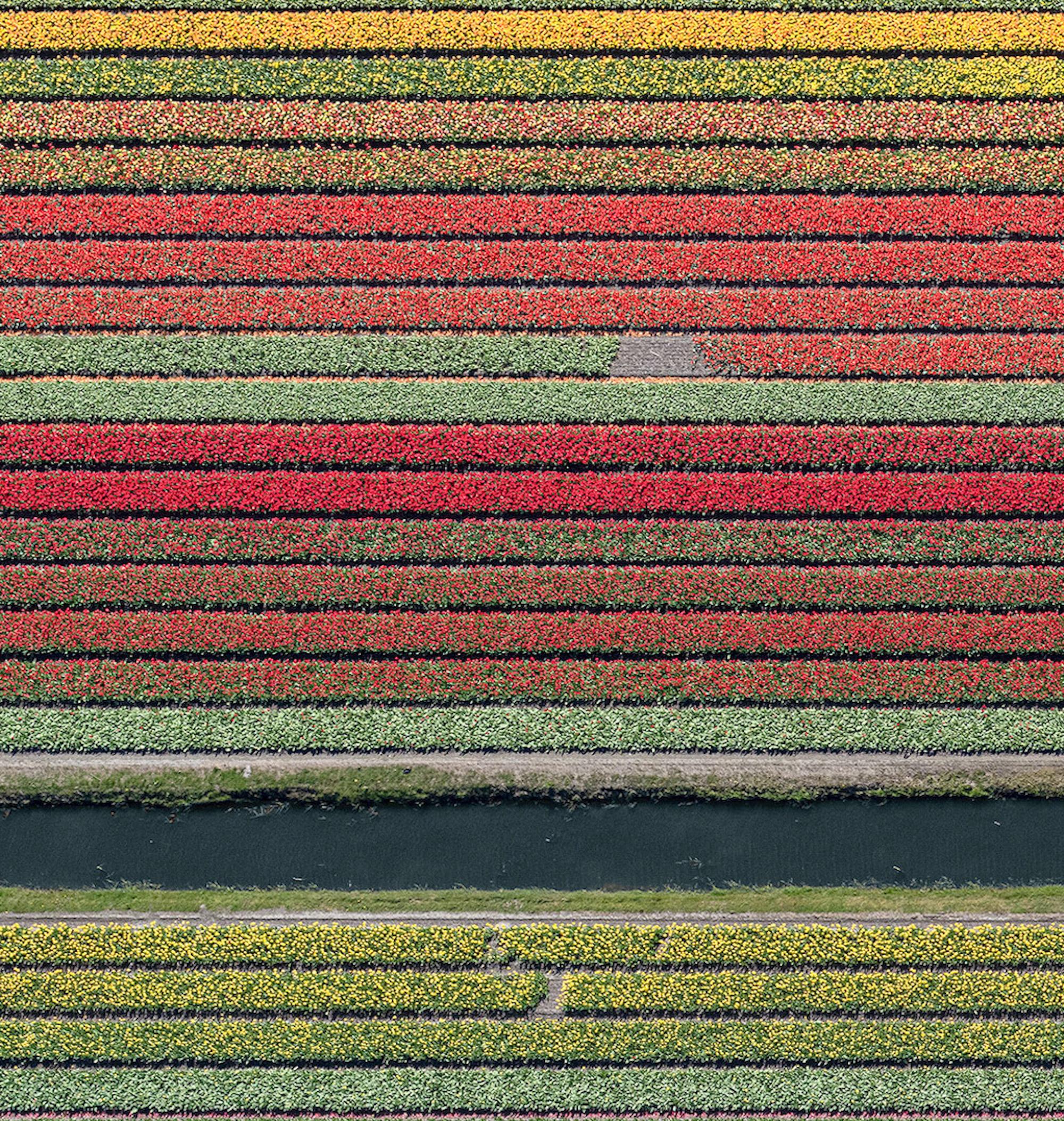 Campi di tulipani 37 di Bernhard Lang - Fotografia aerea astratta, fiori, vivida in vendita 6