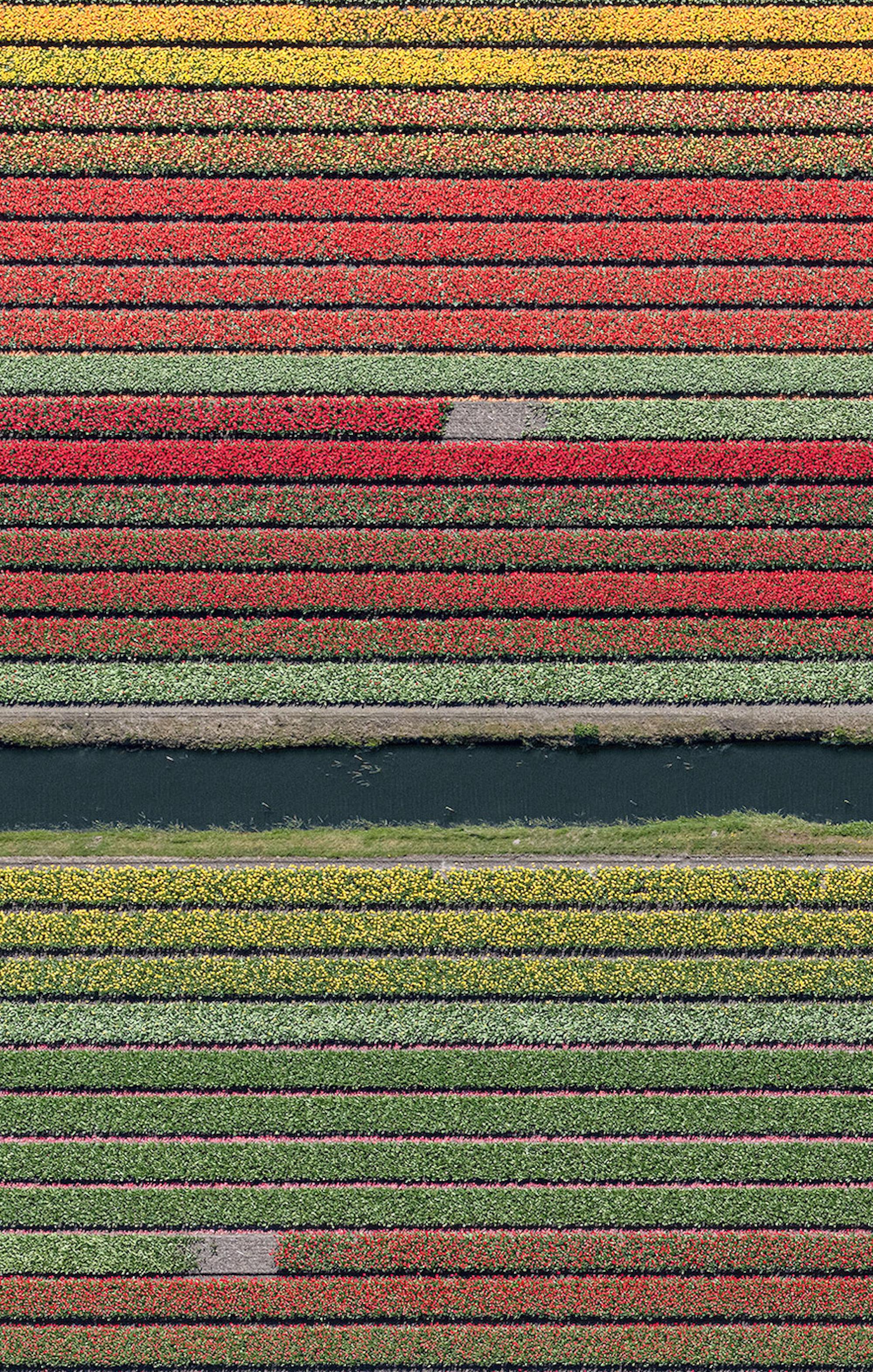 Campi di tulipani 37 di Bernhard Lang - Fotografia aerea astratta, fiori, vivida in vendita 7