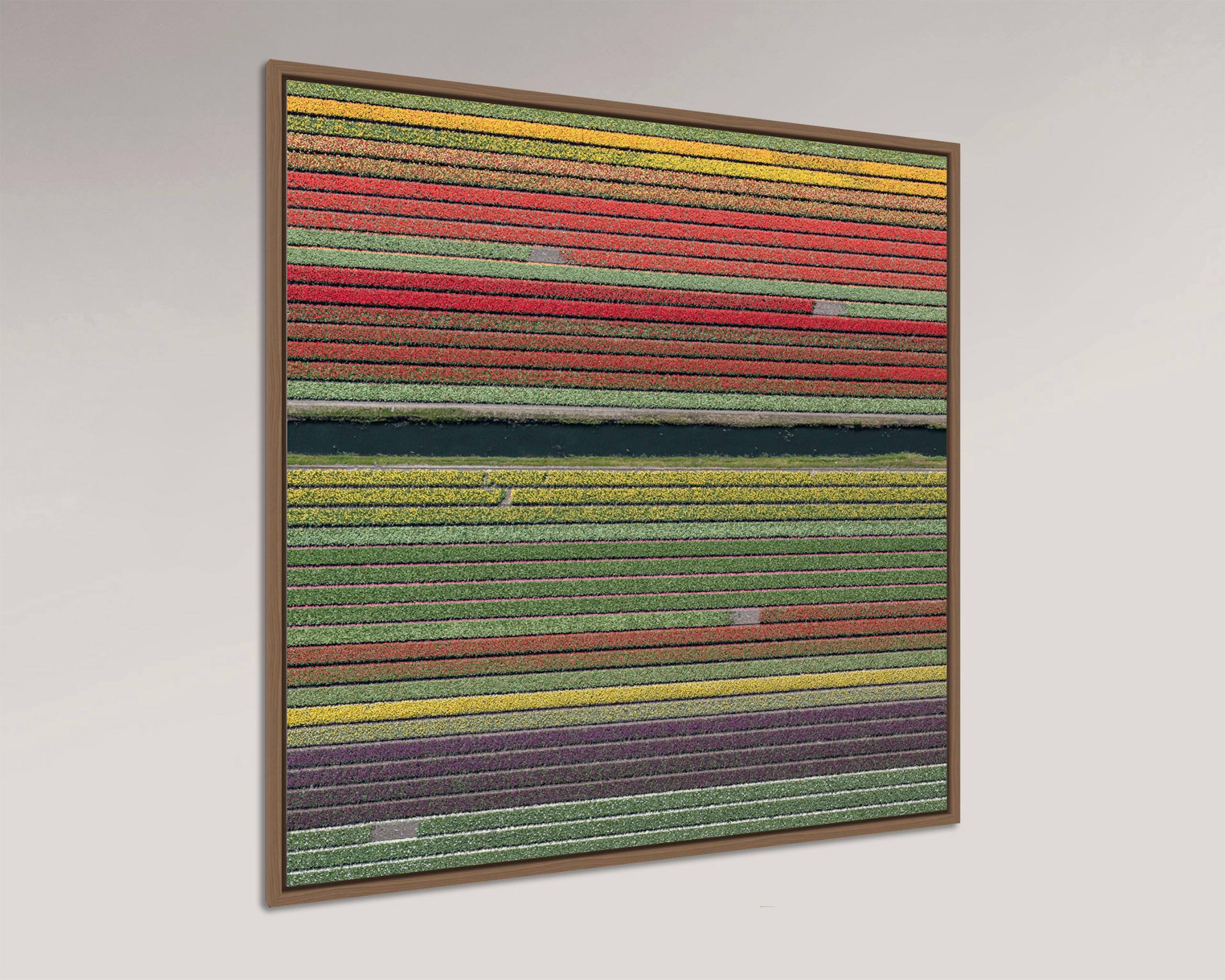 Campi di tulipani 37 di Bernhard Lang - Fotografia aerea astratta, fiori, vivida in vendita 3