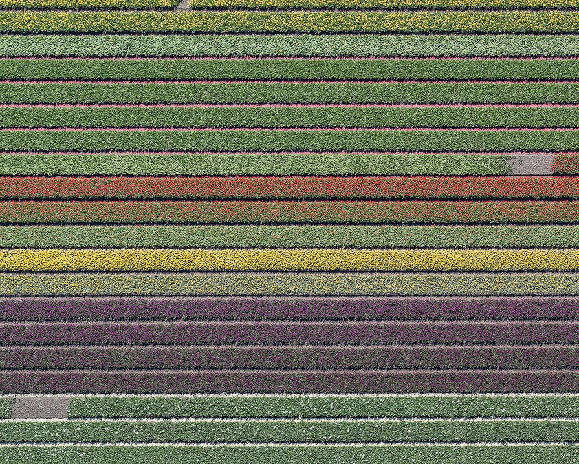 Campi di tulipani 37 di Bernhard Lang - Fotografia aerea astratta, fiori, vivida in vendita 8