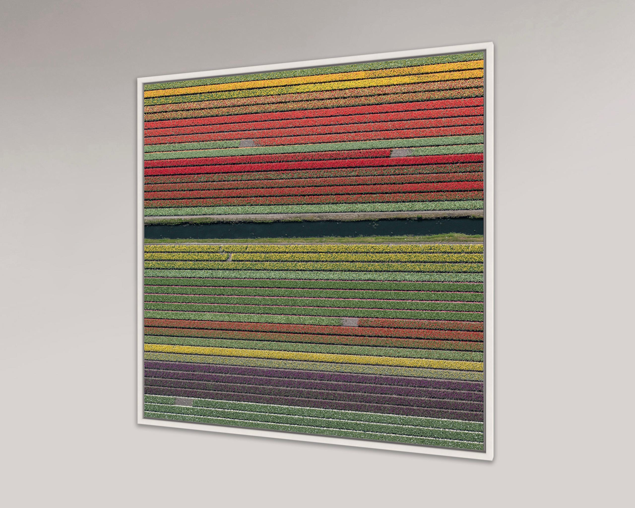 Campi di tulipani 37 di Bernhard Lang - Fotografia aerea astratta, fiori, vivida in vendita 4