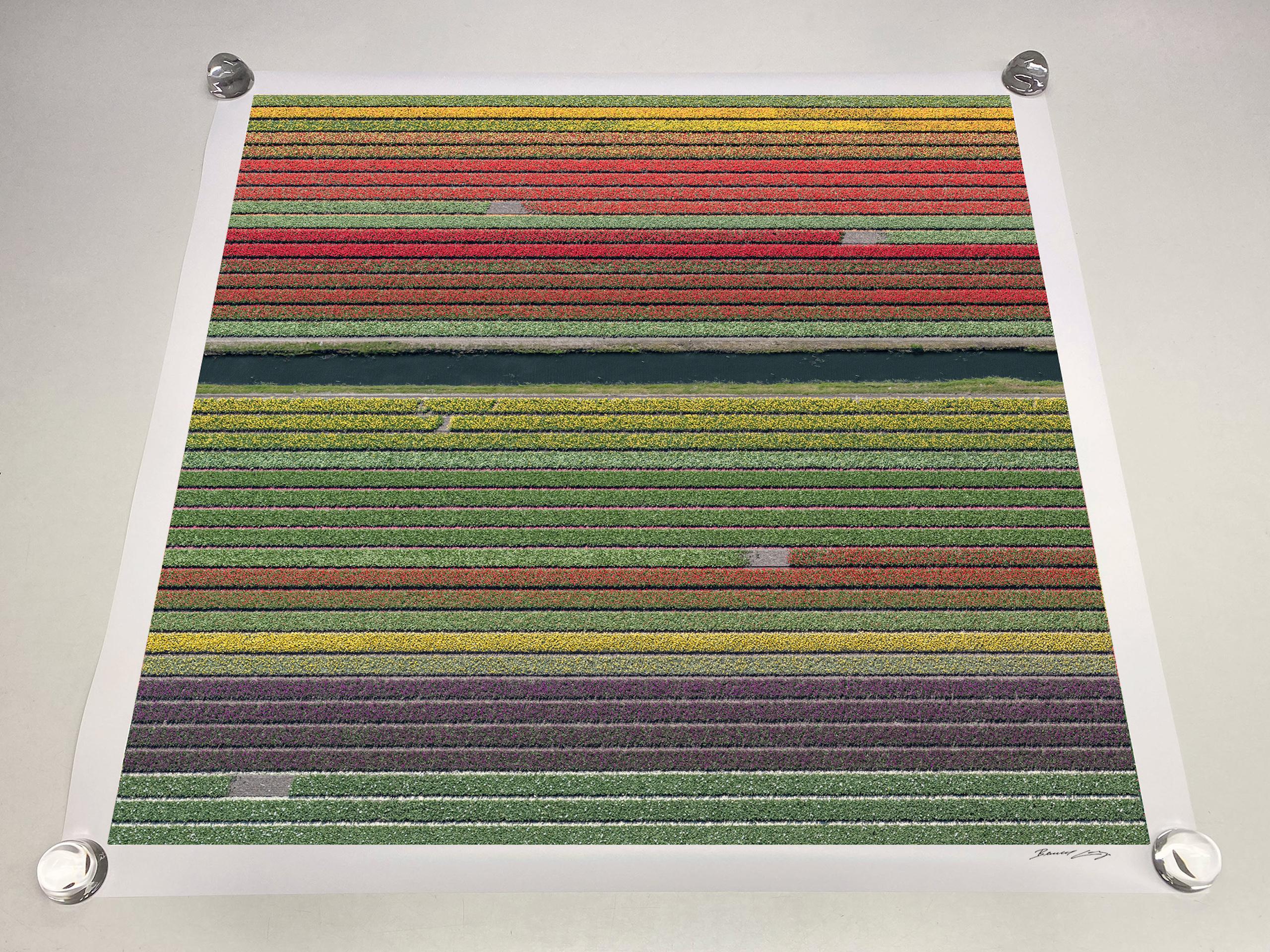 Campi di tulipani 37 di Bernhard Lang - Fotografia aerea astratta, fiori, vivida in vendita 5