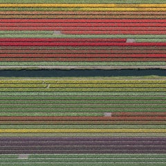 Campos de tulipanes 37 de Bernhard Lang - Fotografía abstracta aérea, flores, vívidas