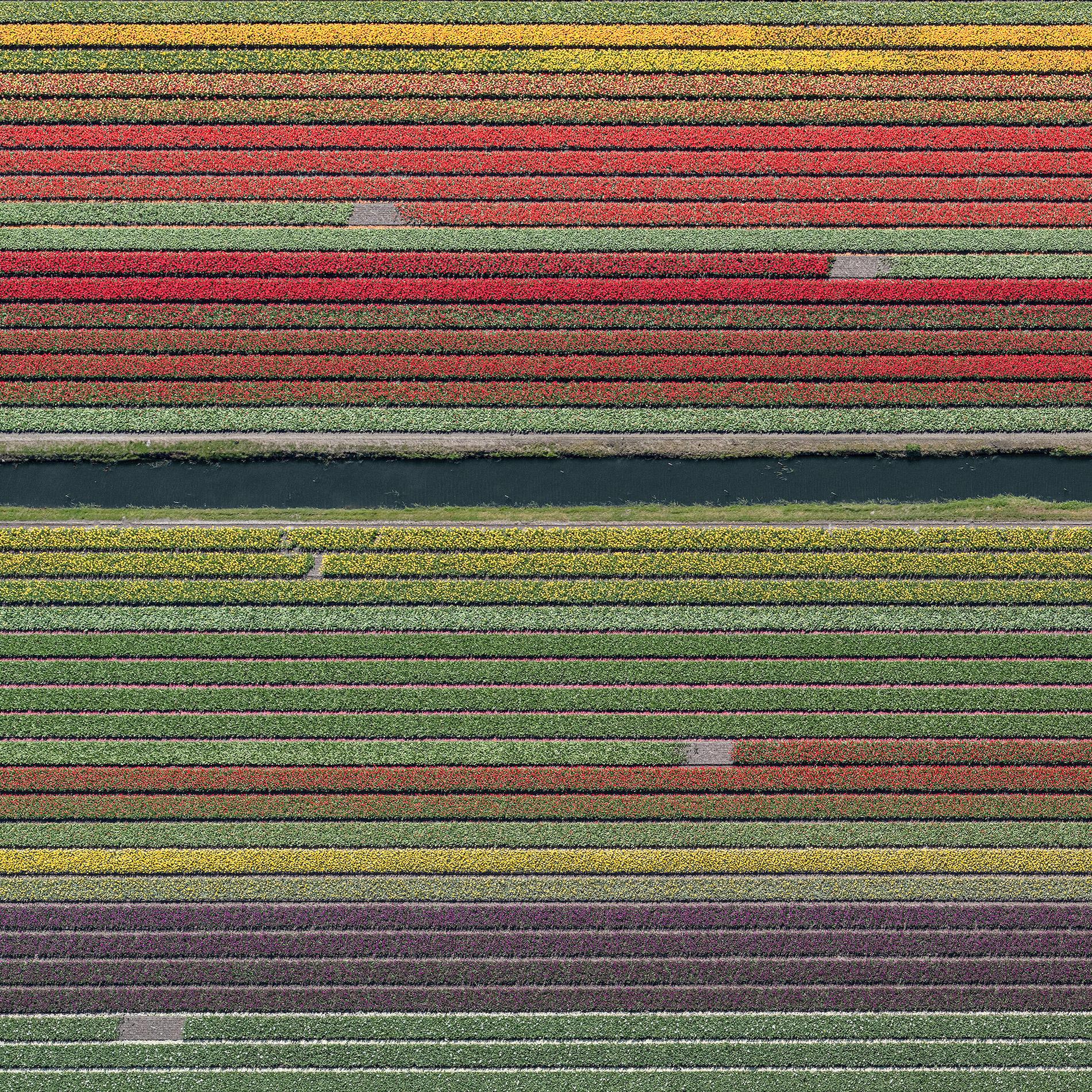 Tulip Fields 37 by Bernhard Lang - Aerial abstract photography, flowers, vivid