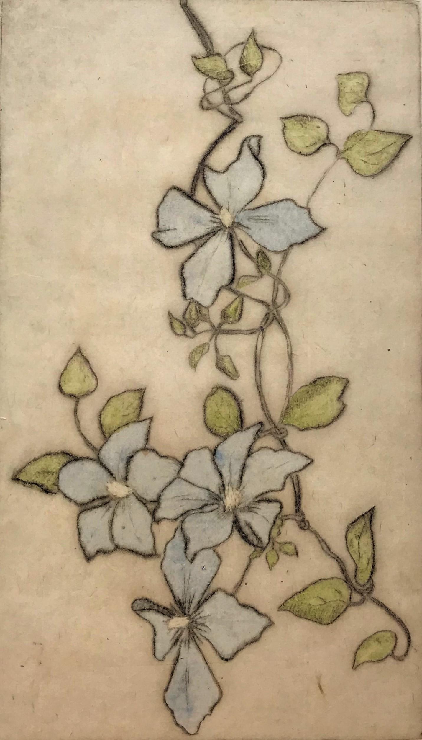 Clematis (Clematis integrifolia). 1933. Drypoint with hand coloring. Jaques 407. 10 x 5 3/4 (sheet 13 3/8 x 7 7/8). Printed on Japanese mulberry paper. Unsigned. Provenance: the artist's estate. Housed in a 20 x 16-inch archival mat, suitable for